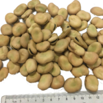 Fava Beans