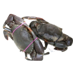 Frozen & Live Mud Crab