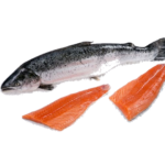 Salmon Fish