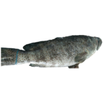 Grouper Fish