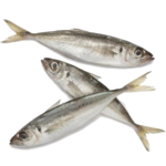 Frozen Mackerel