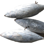 Tuna Fish