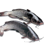 Frozen Catfish
