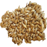 Barley Grain