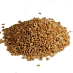 Wheat Grain