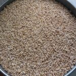 Oats