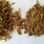 Dried Mealworms