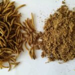 Dried Mealworms