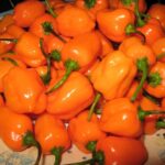 Fresh Cayenne Pepper
