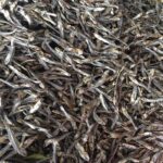Dry Anchovy Fish