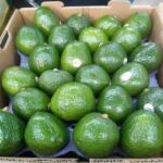Avocado